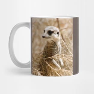 Meerkat, suricata suricata Mug